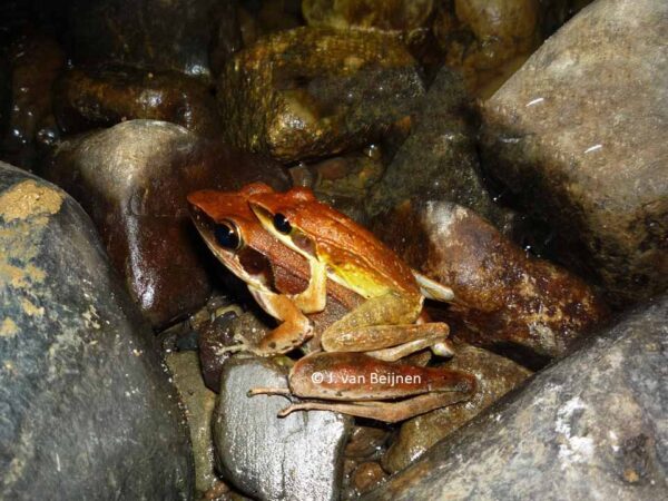 Sanguirana sanguinea
