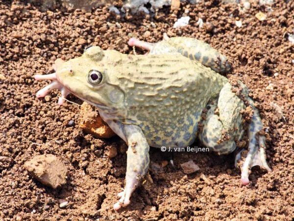 Haplobatrachus rugulosus