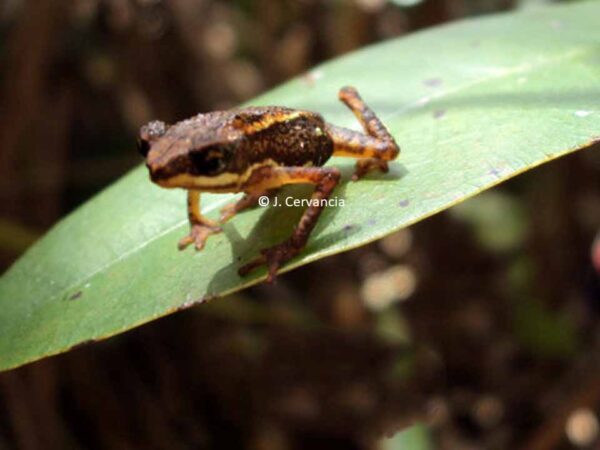 Pelophryne albotaeniata
