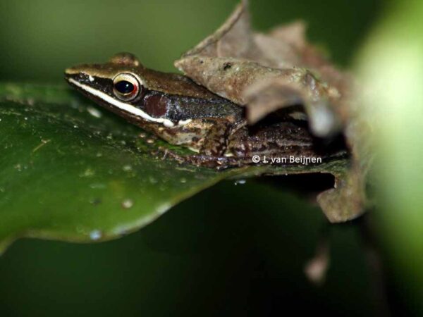 Hylarana nicobariensis