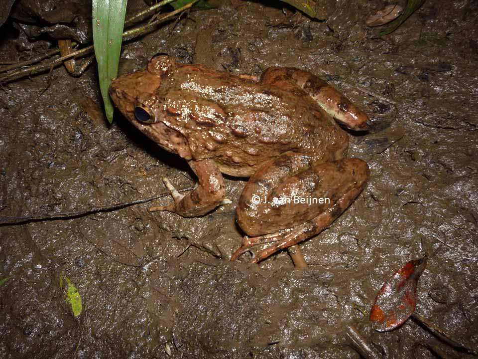 Fejervarya vittigera