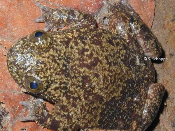 Barbourula busangensis