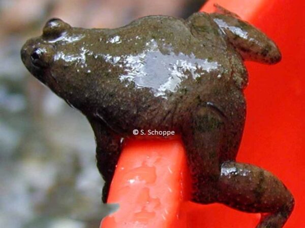 occidozyga laevis