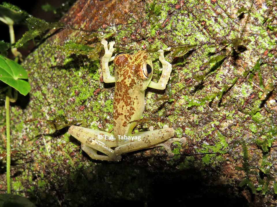 Philautus everetti