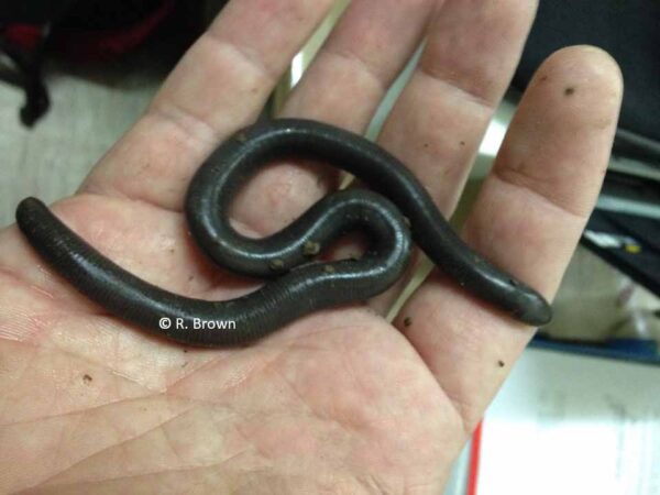 Ichthyophis weberi