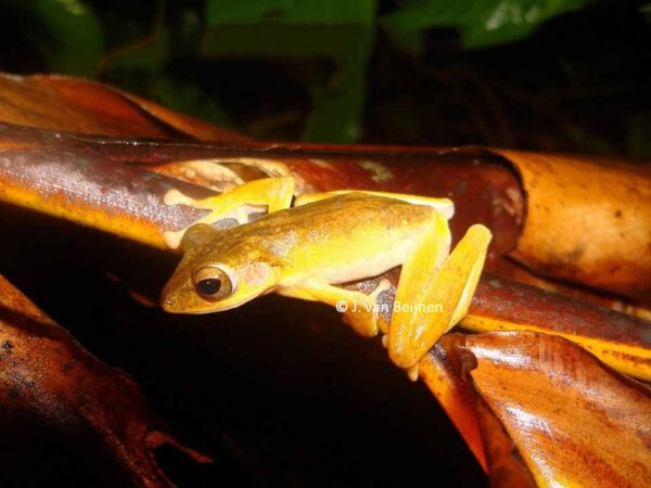 Polypedates macrotis