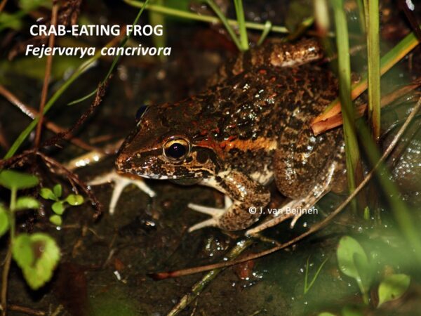 Fejervarya cancivora
