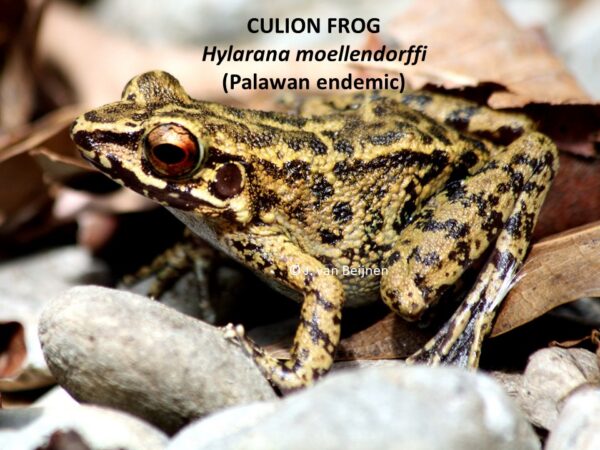 Hylarana moellendorffi