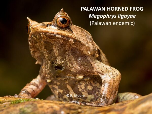 Megophrys ligayae