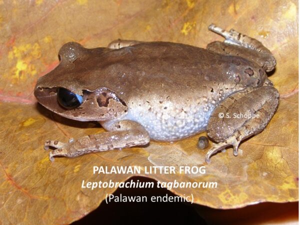 Leptobrachium tagbanorum