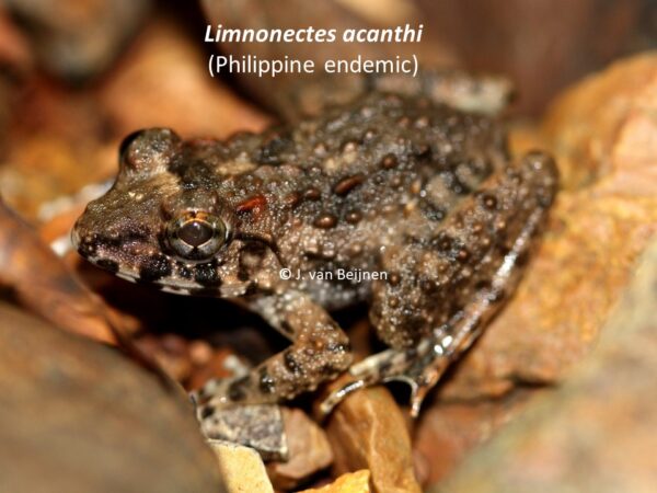 Limnonectes acanthi