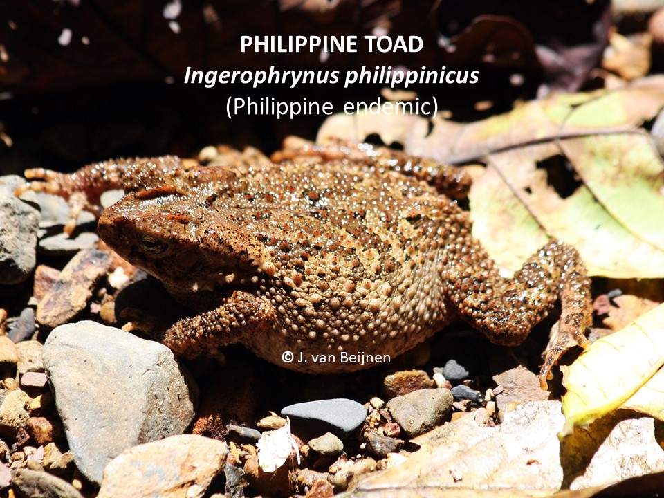 Ingerophrynus philippinicus