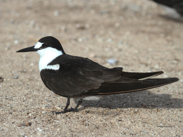 Onychoprion fuscatus