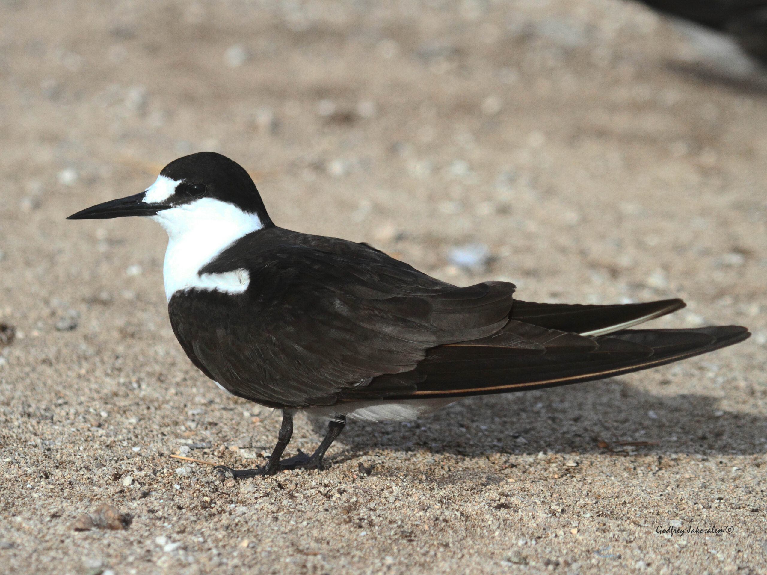 Onychoprion fuscatus