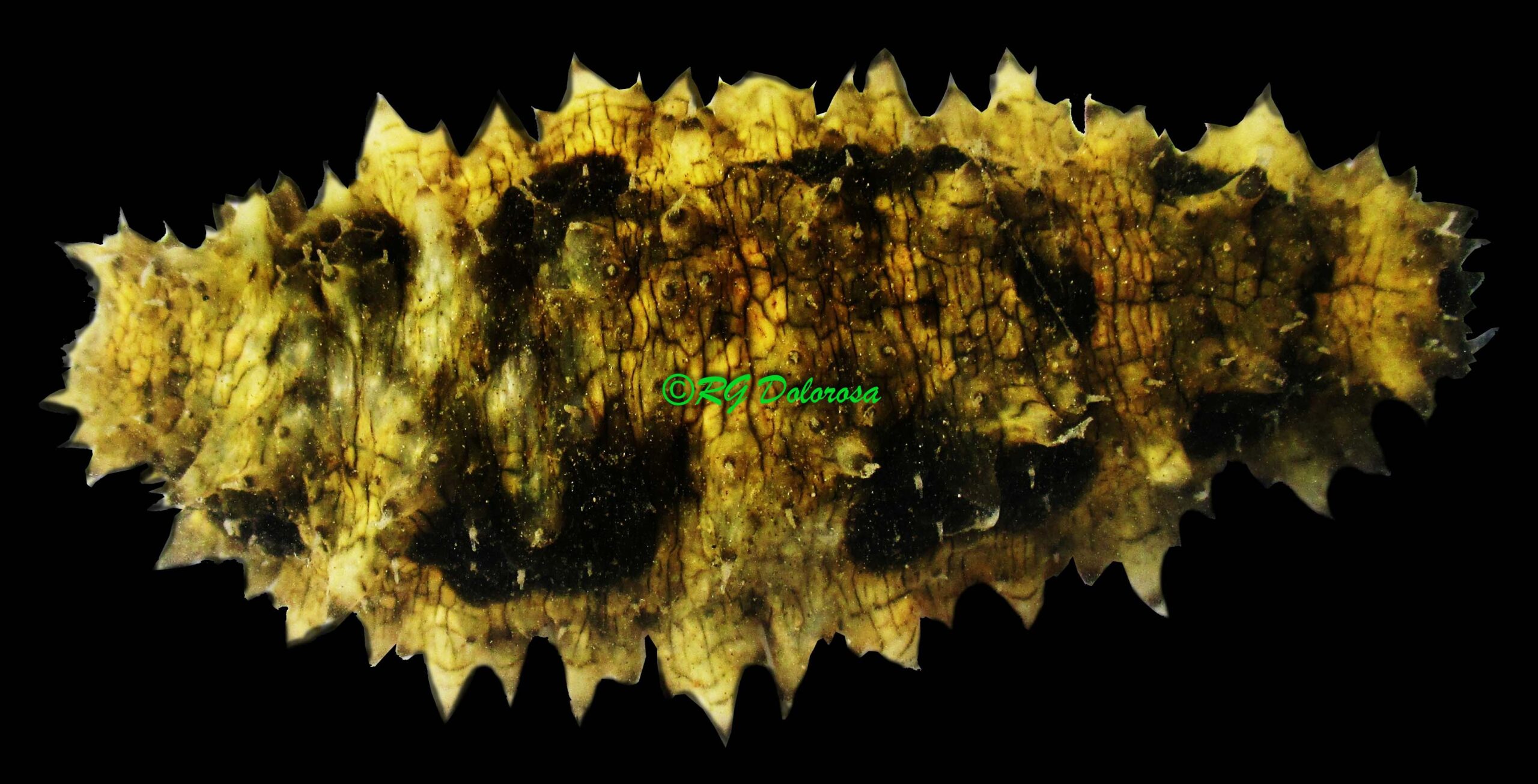 Stichopus horrens