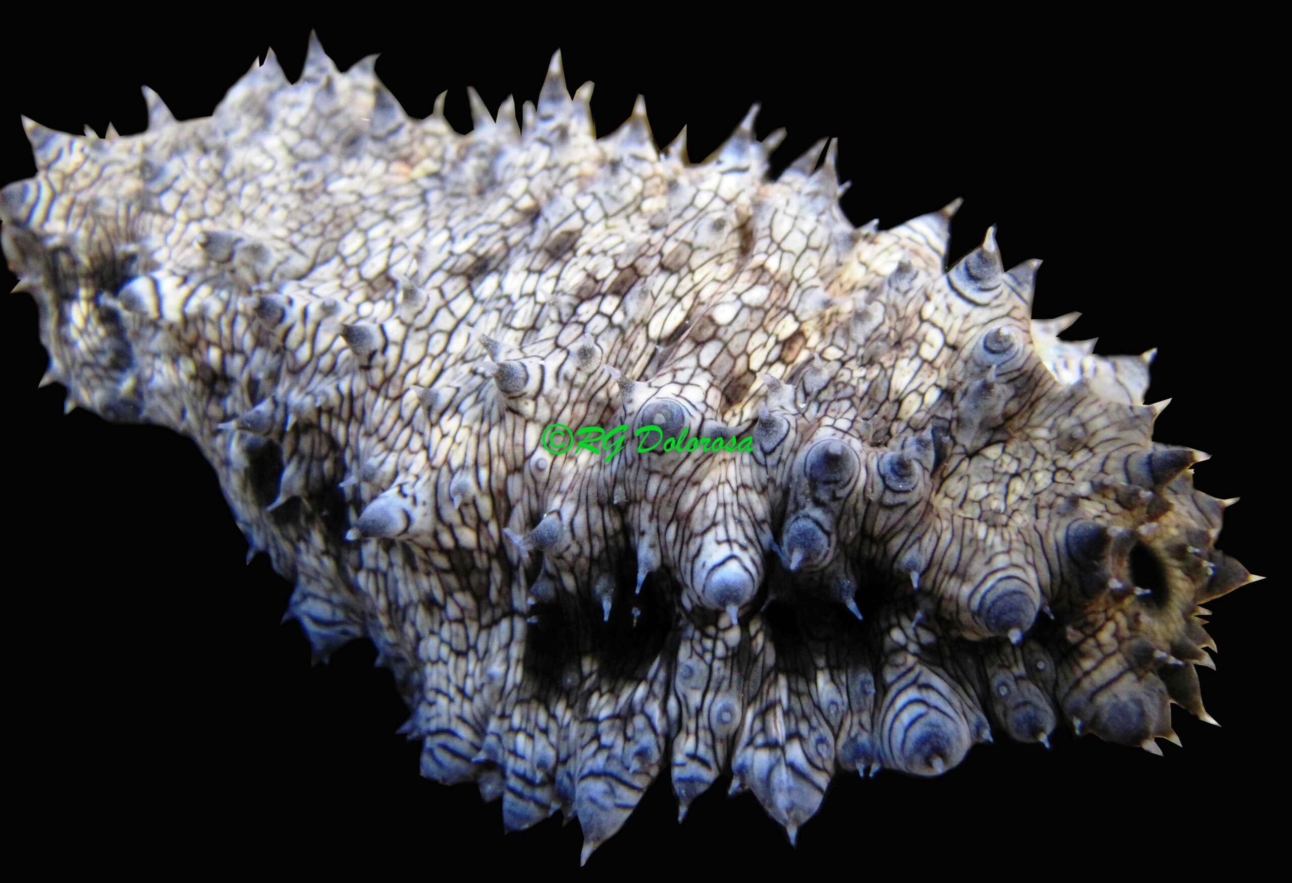 Stichopus monotuberculatus