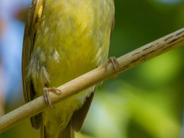 Lole palawanensis