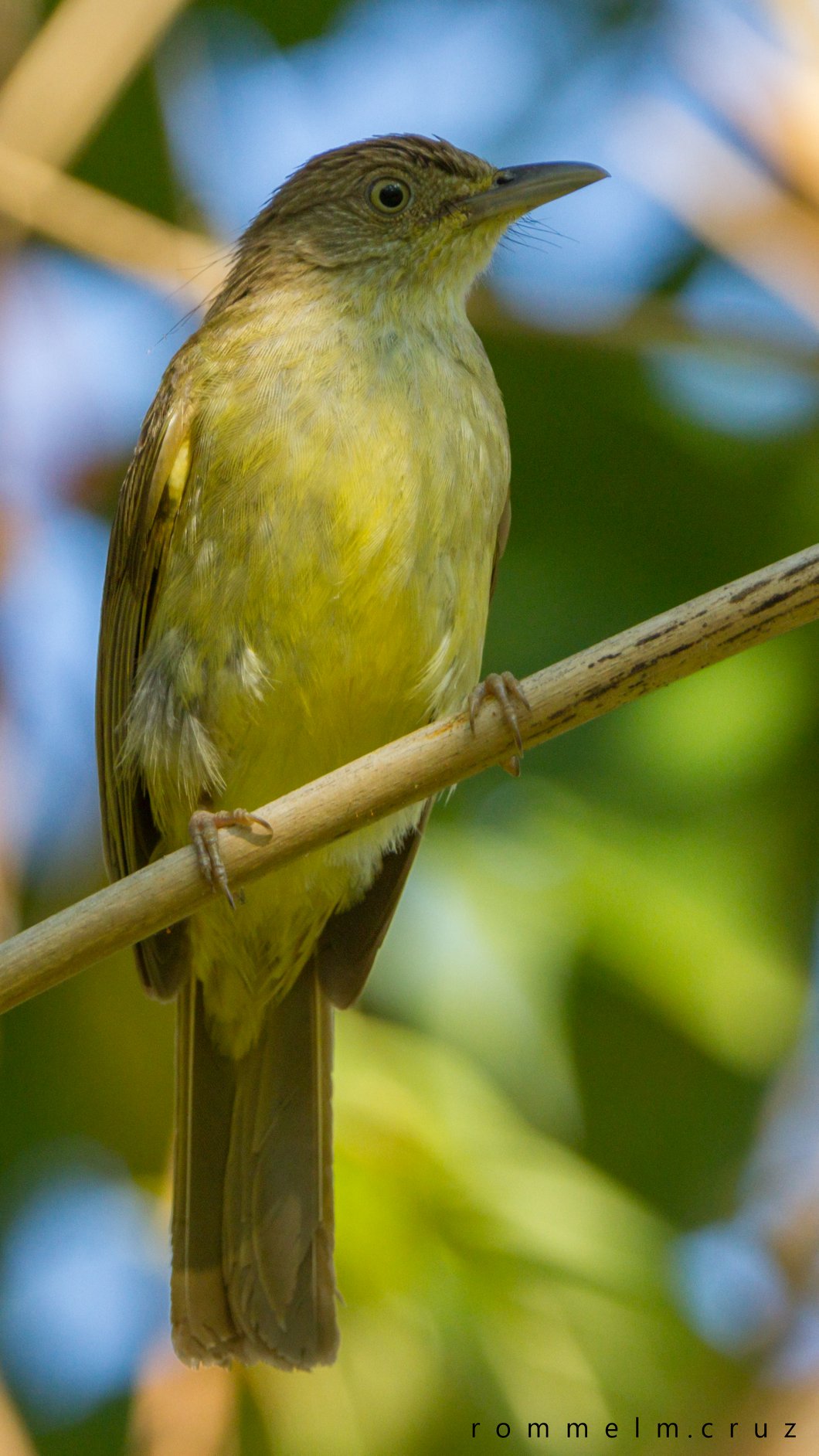 Lole palawanensis