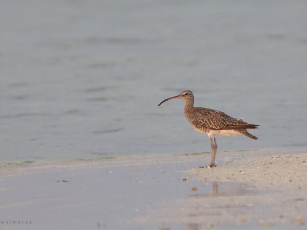 Numenius phaeopus