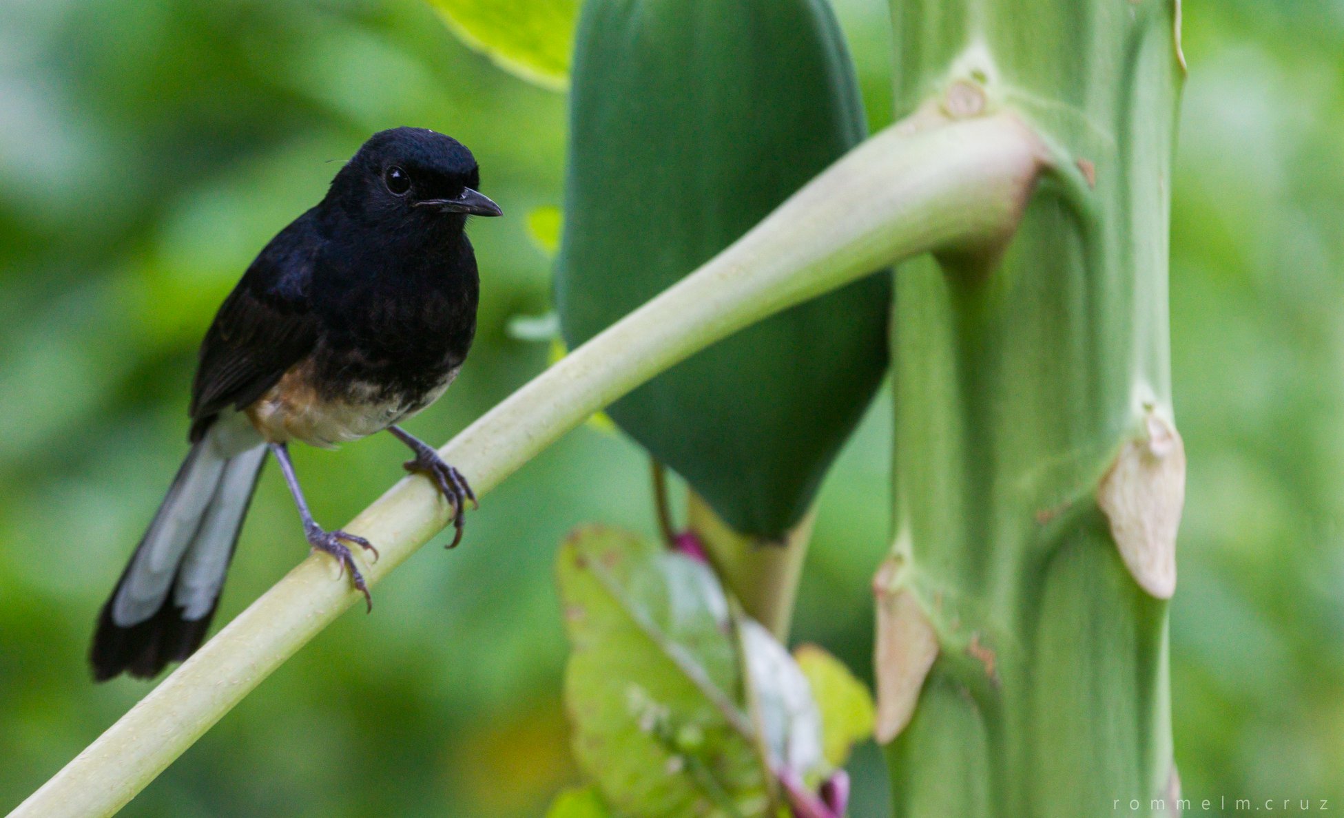 Copsychus niger