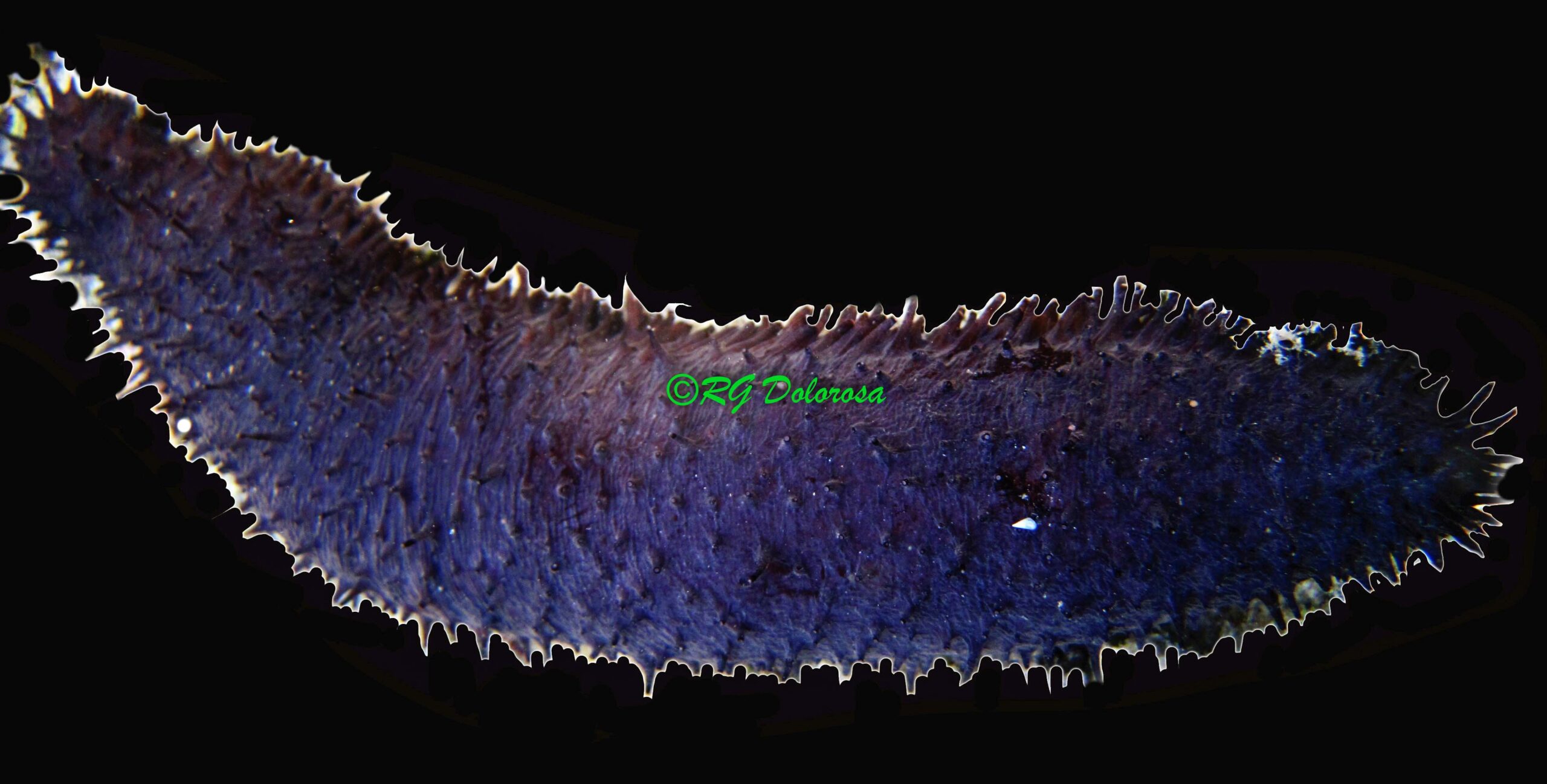 Holothuria flavomaculata