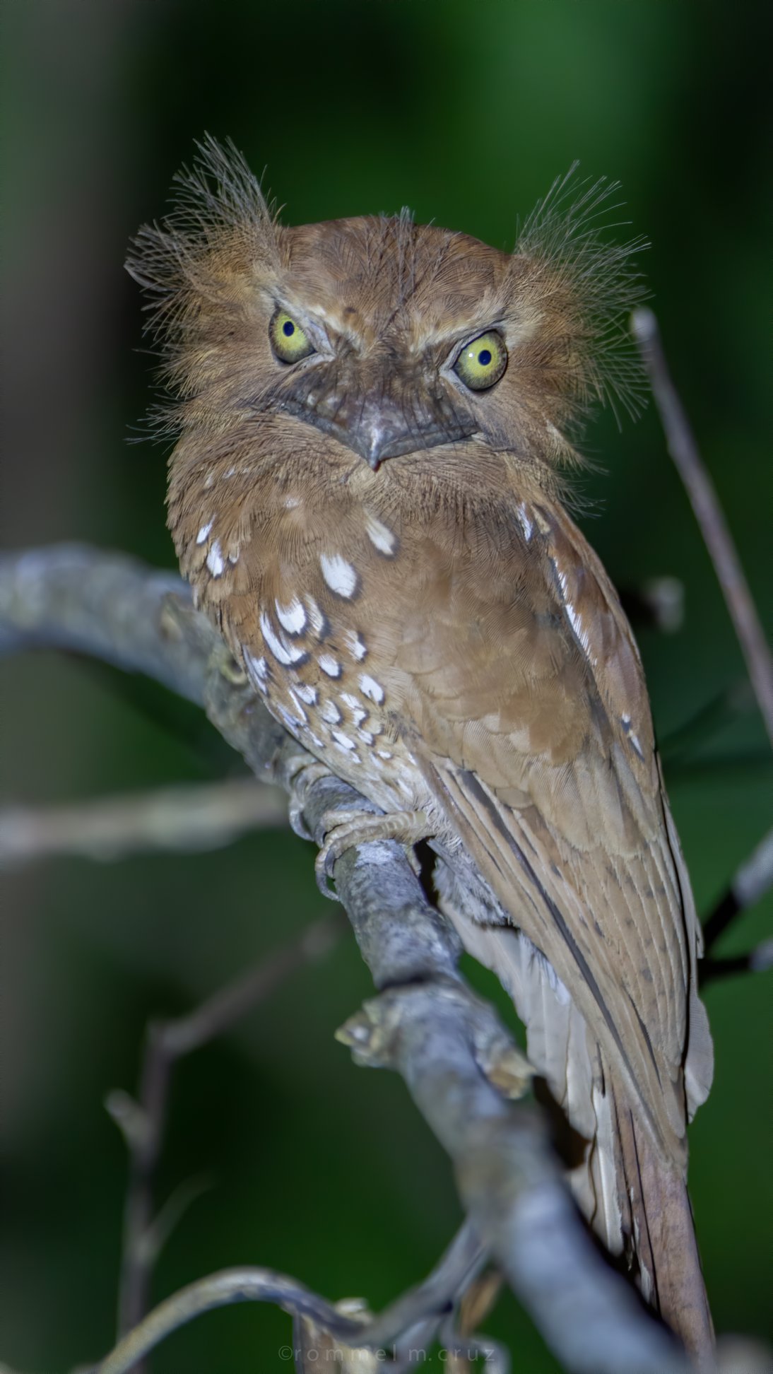 Batrachostomus chaseni