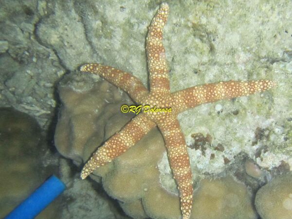Nardoa tuberculata cf.