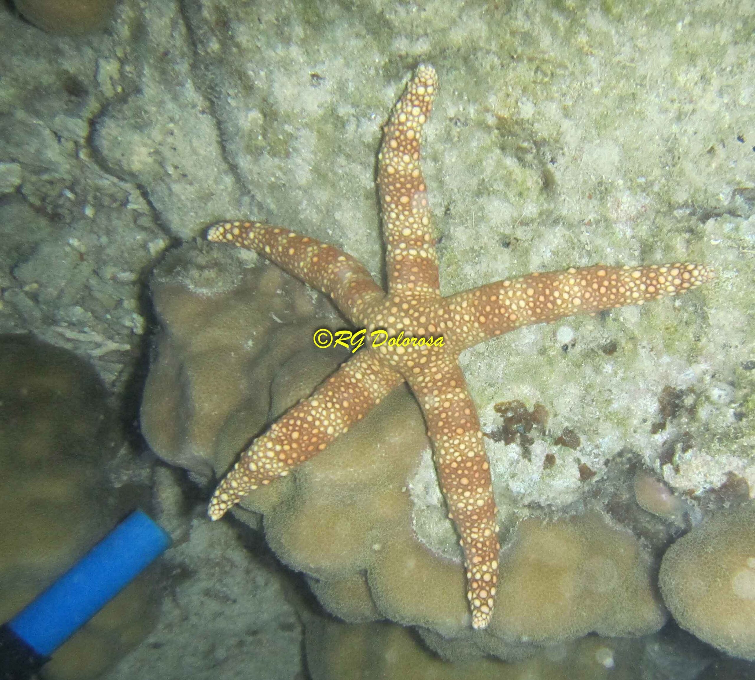Nardoa tuberculata cf.
