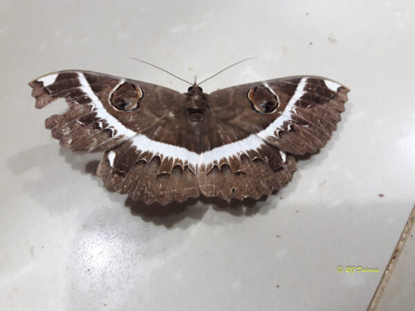 Limenitis camilla