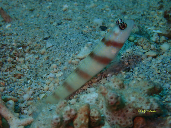 Amblyeleotris steinitzi