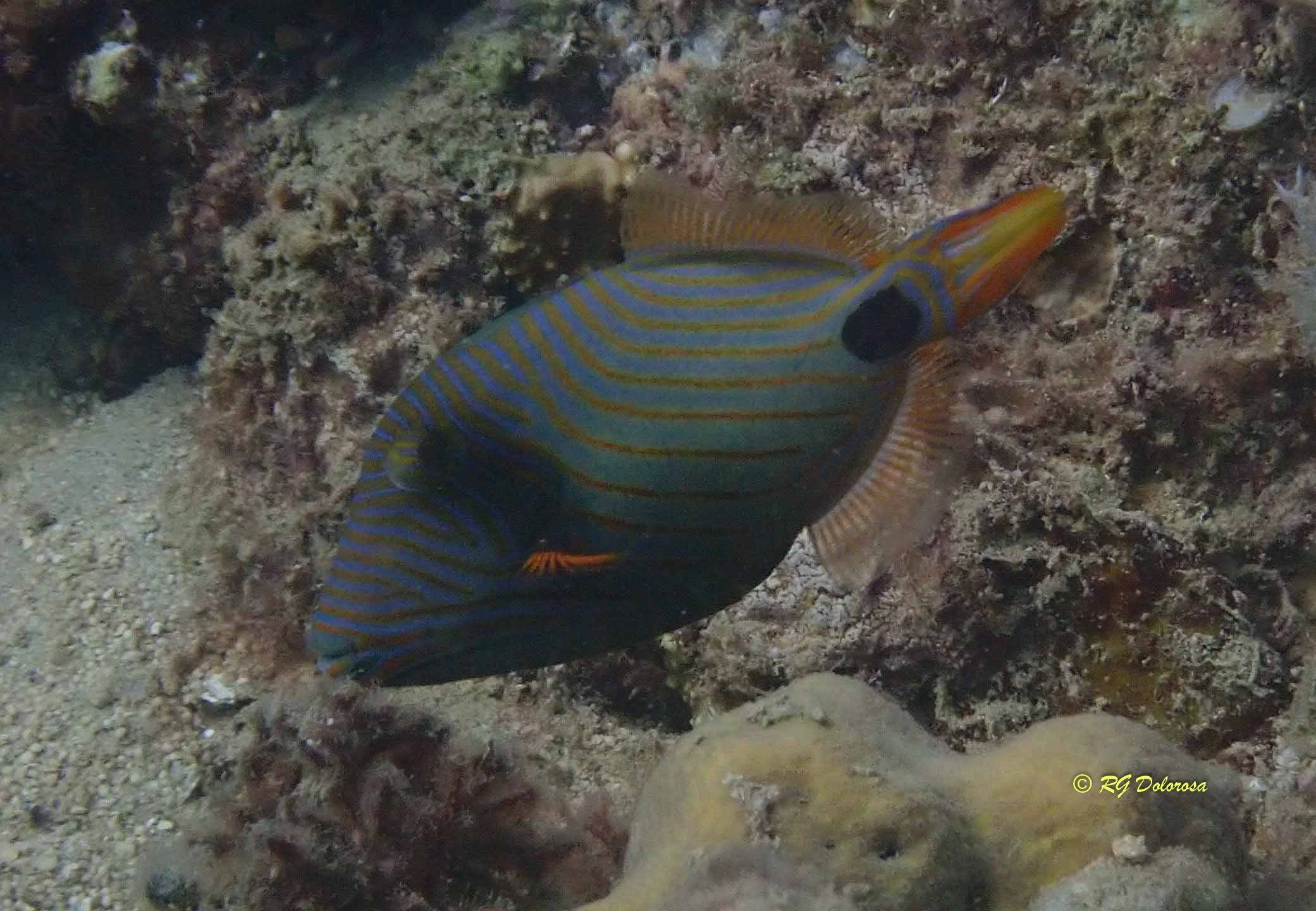 Balistapus undulatus