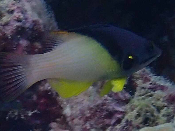 Bodianus mesothorax