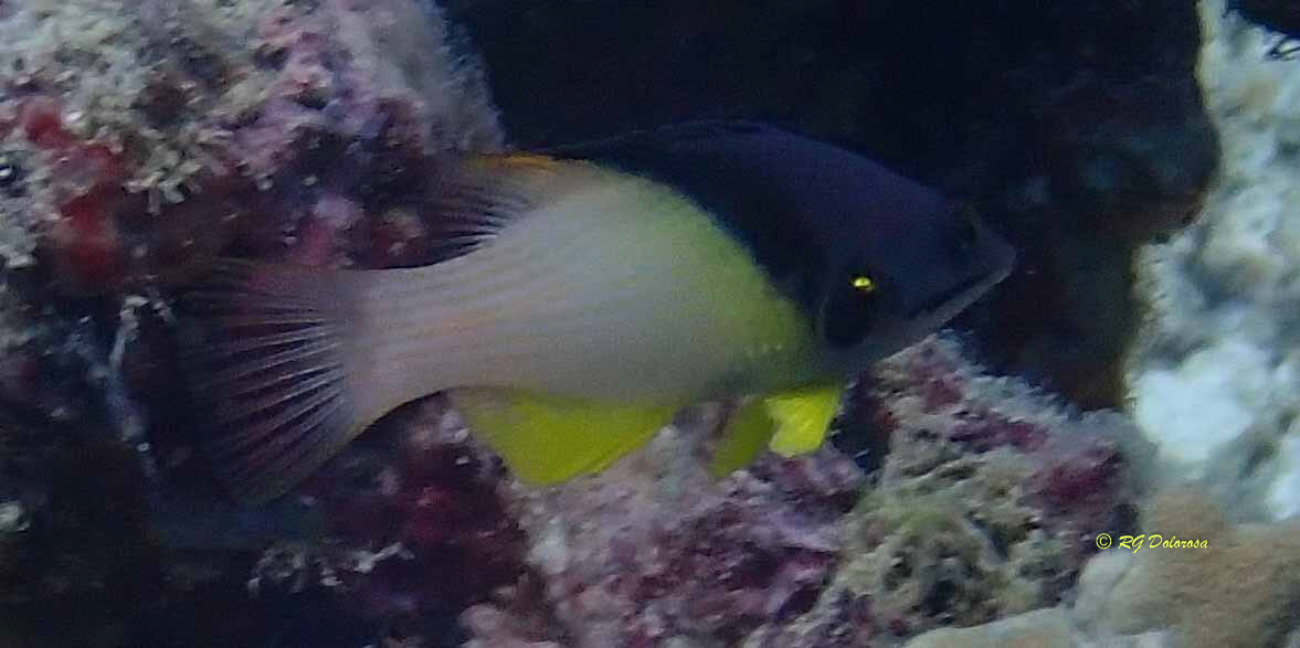 Bodianus mesothorax