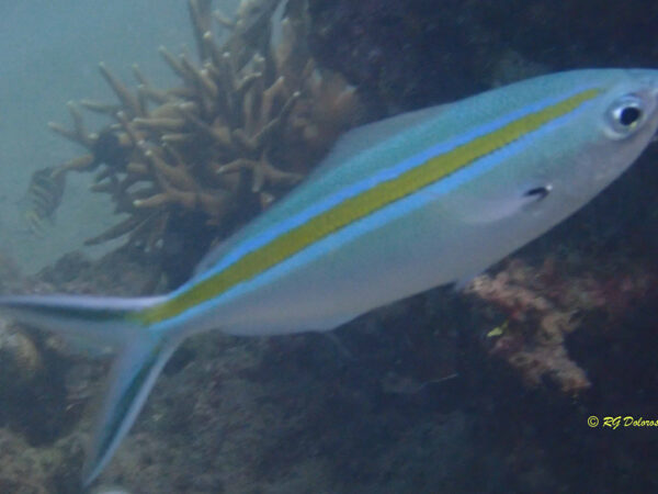 Caesio Caerulaurea