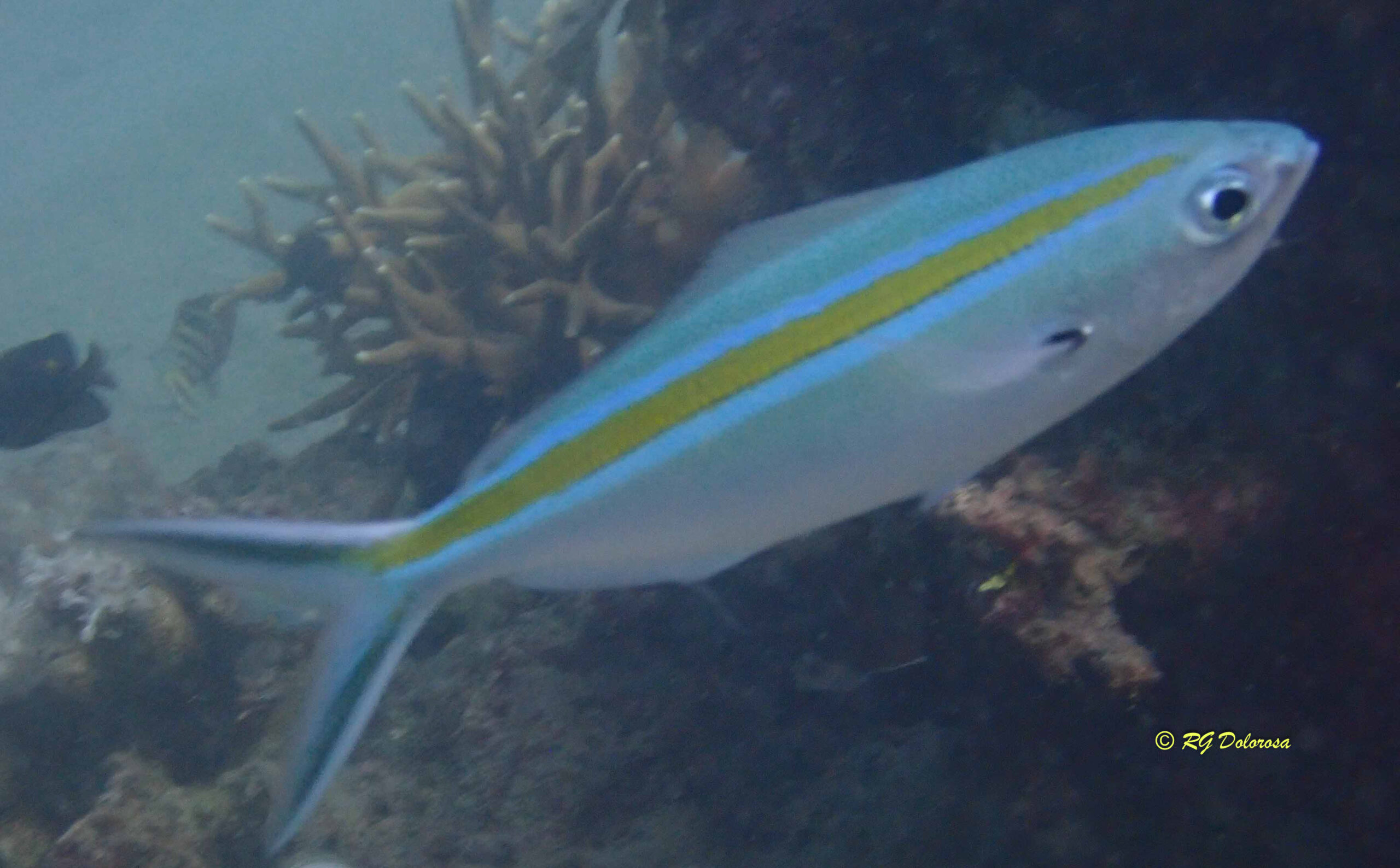 Caesio Caerulaurea