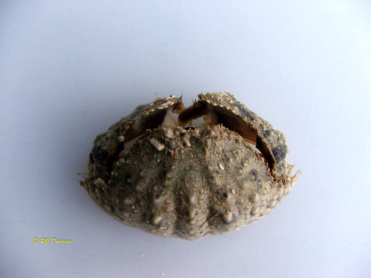 Calappa philargius