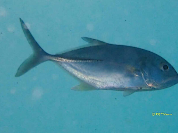 Caranx sexfasciatus