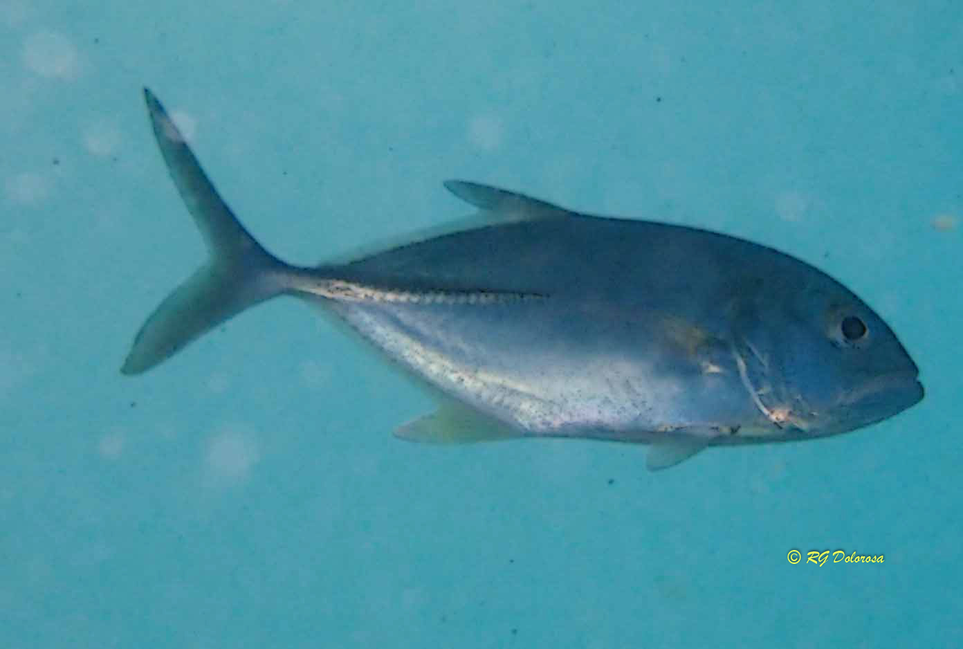 Caranx sexfasciatus