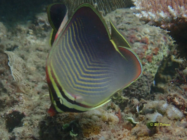 Chaetodon baronessa