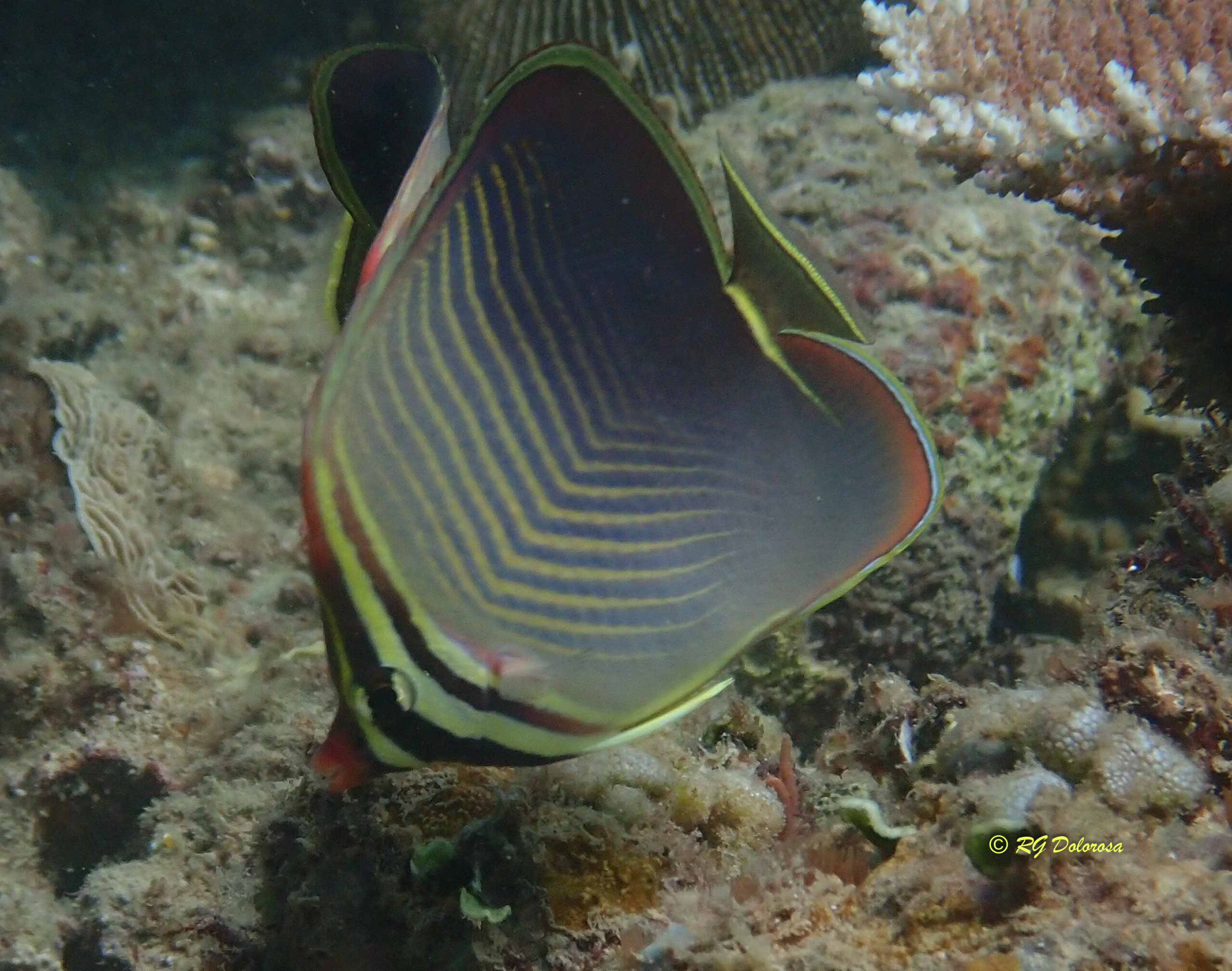 Chaetodon baronessa
