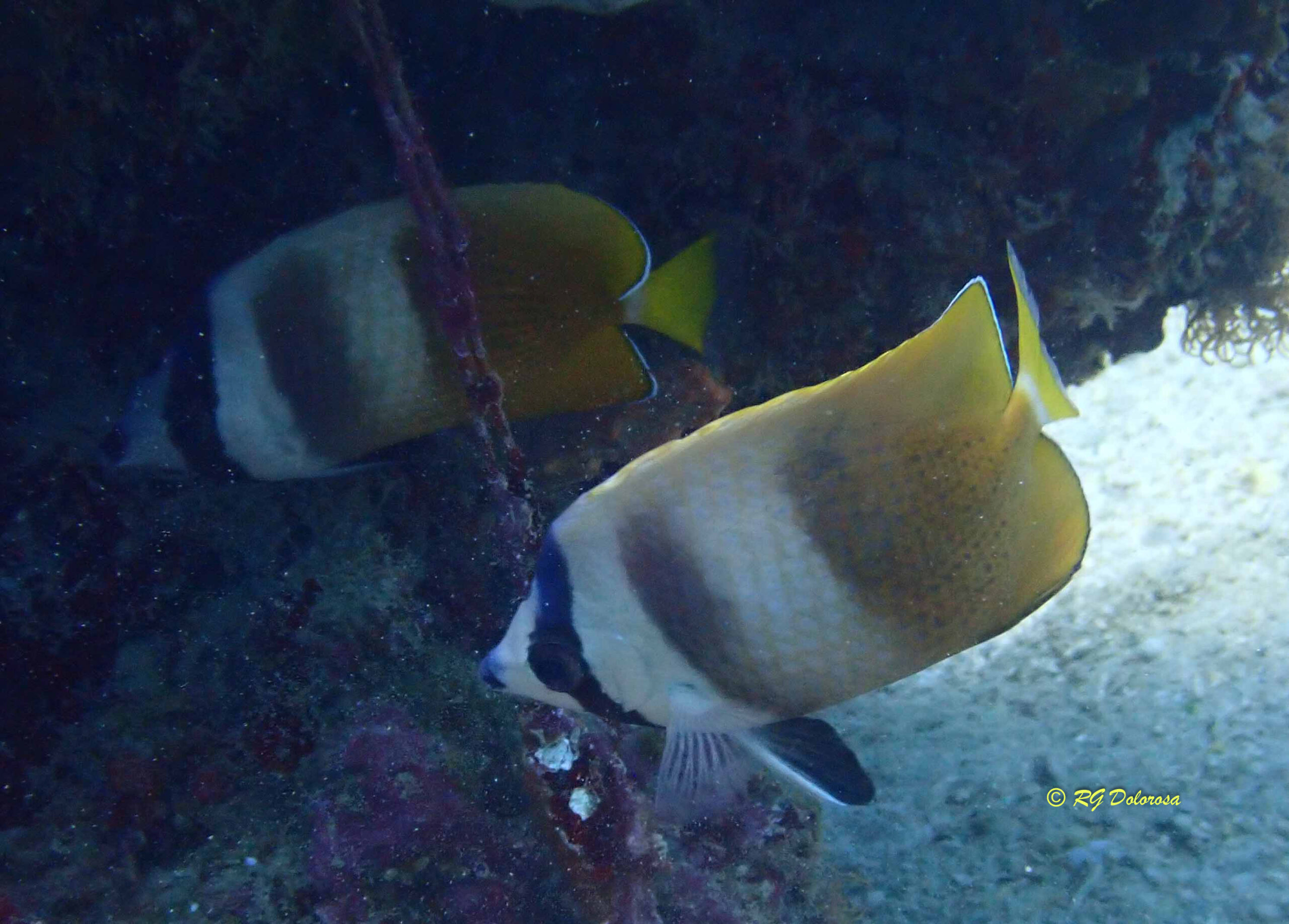 Chaetodon kleinii