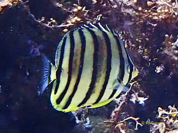 Chaetodon octofasciatus