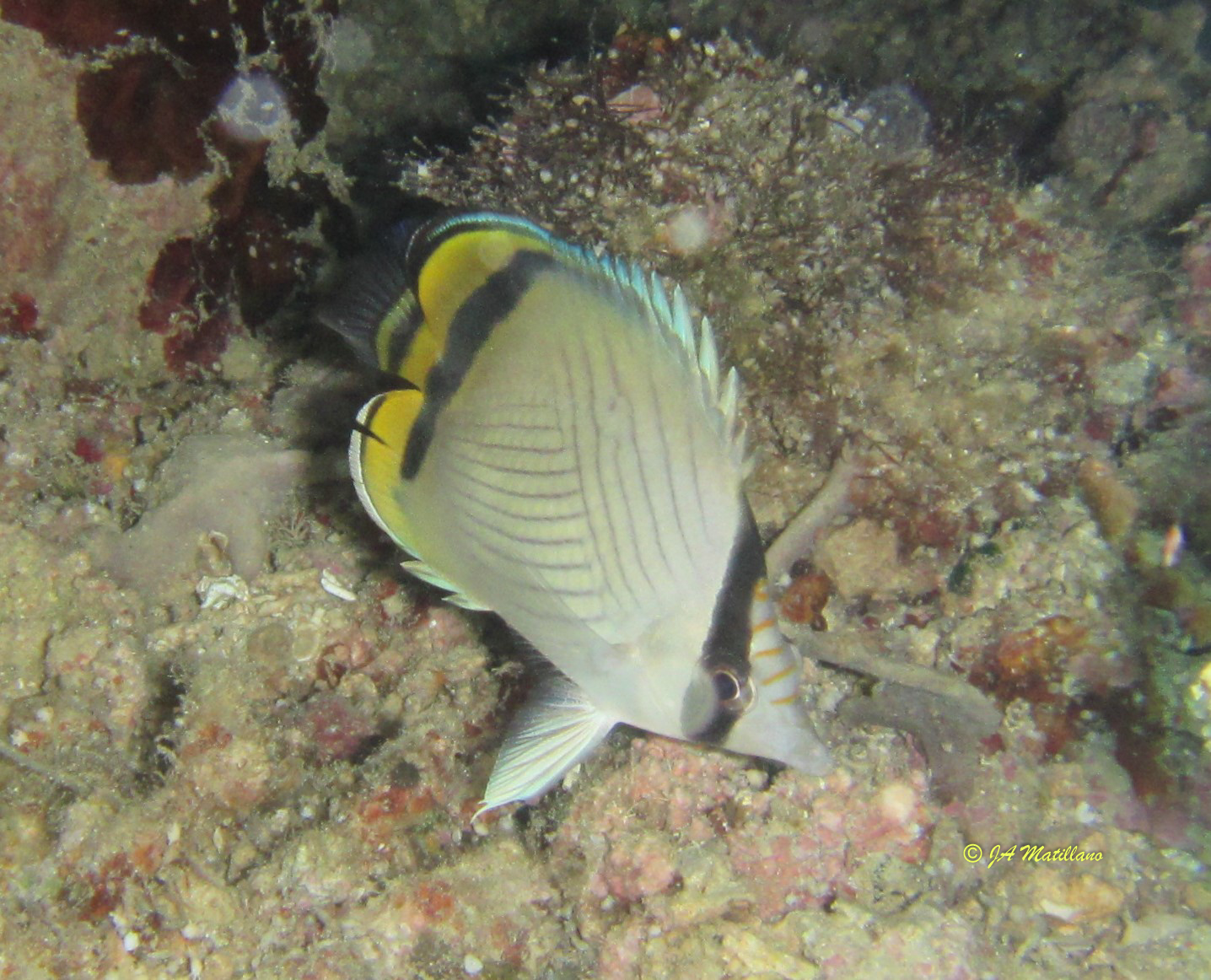 Chaetodon vagabundus