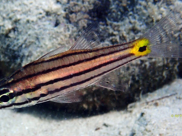 Cheilodipterus isostigmus