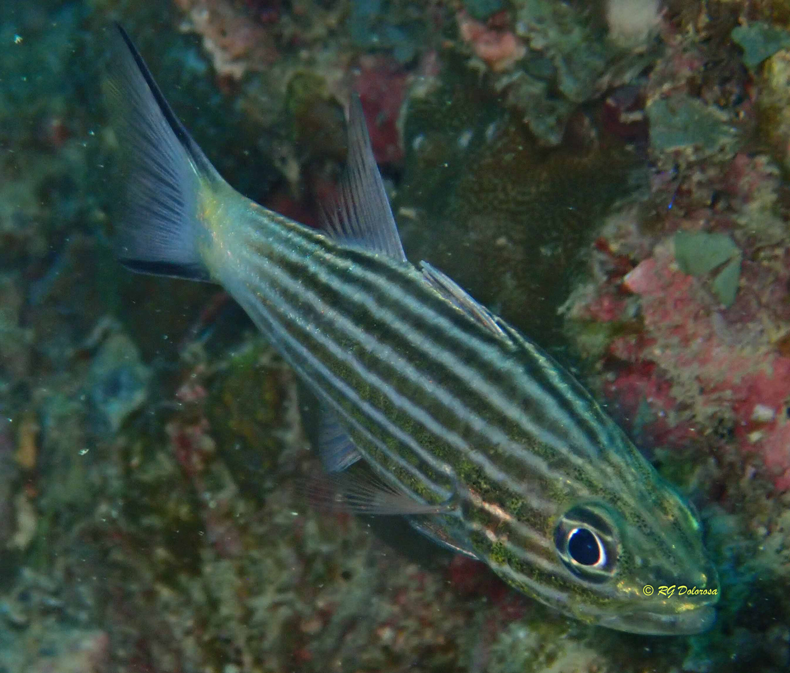 Cheilodipterus intermedius