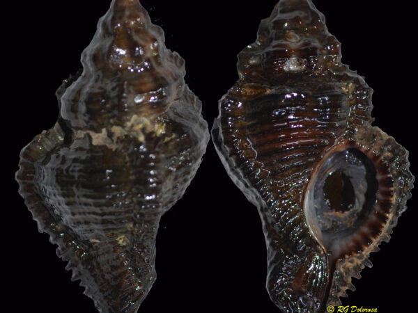 Chicoreus capucinus