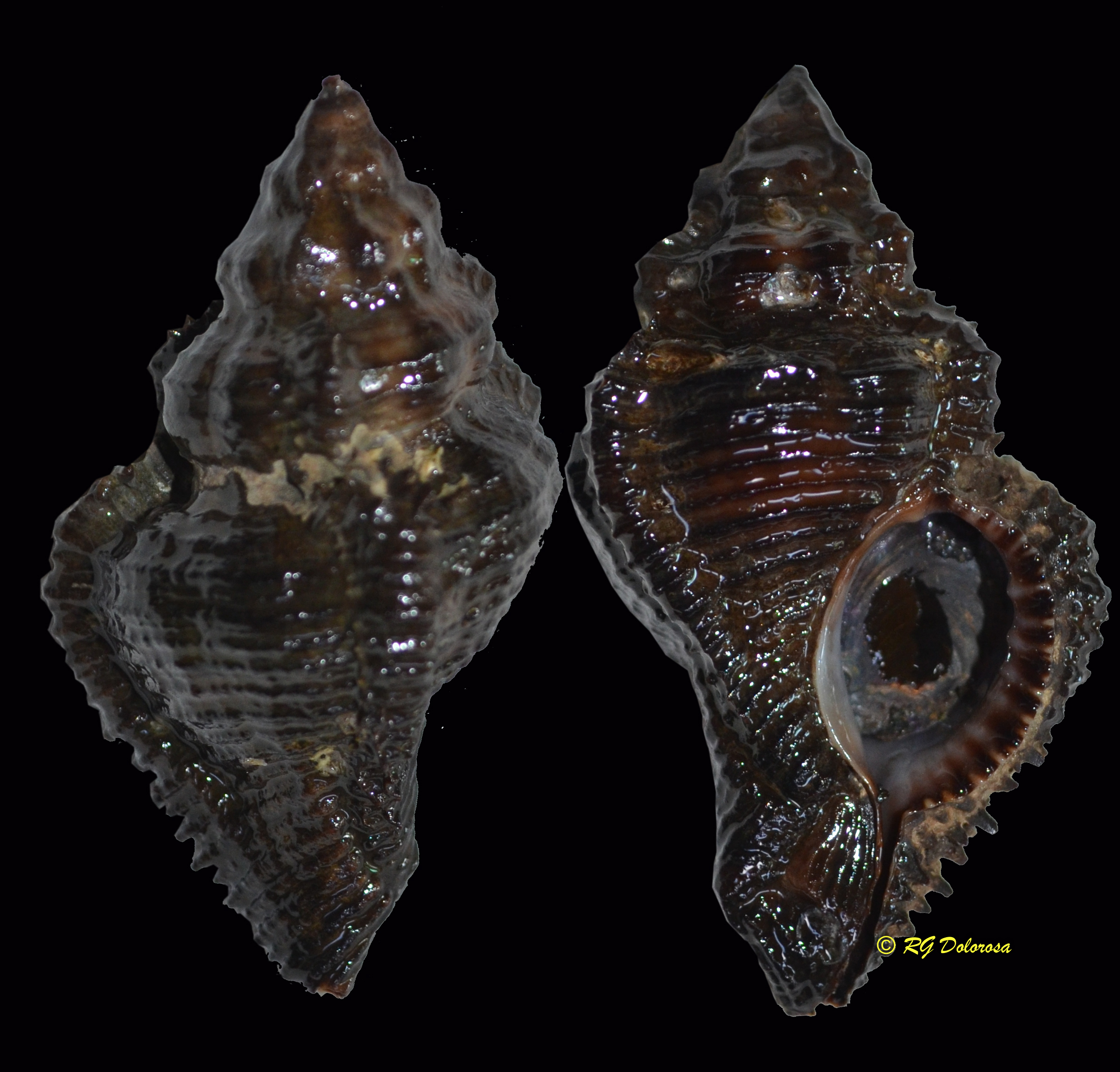 Chicoreus capucinus