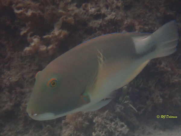 Choerodon anchorago