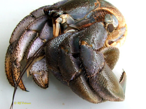 Coenobita cavipes