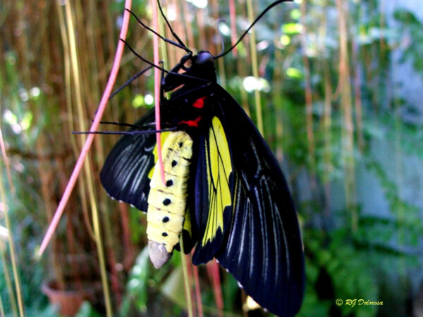 Triodes helena cerberus